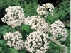 Viburnum Burkwoodii 